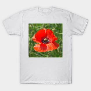 Somme Poppy, Flanders Fields, Belgium T-Shirt